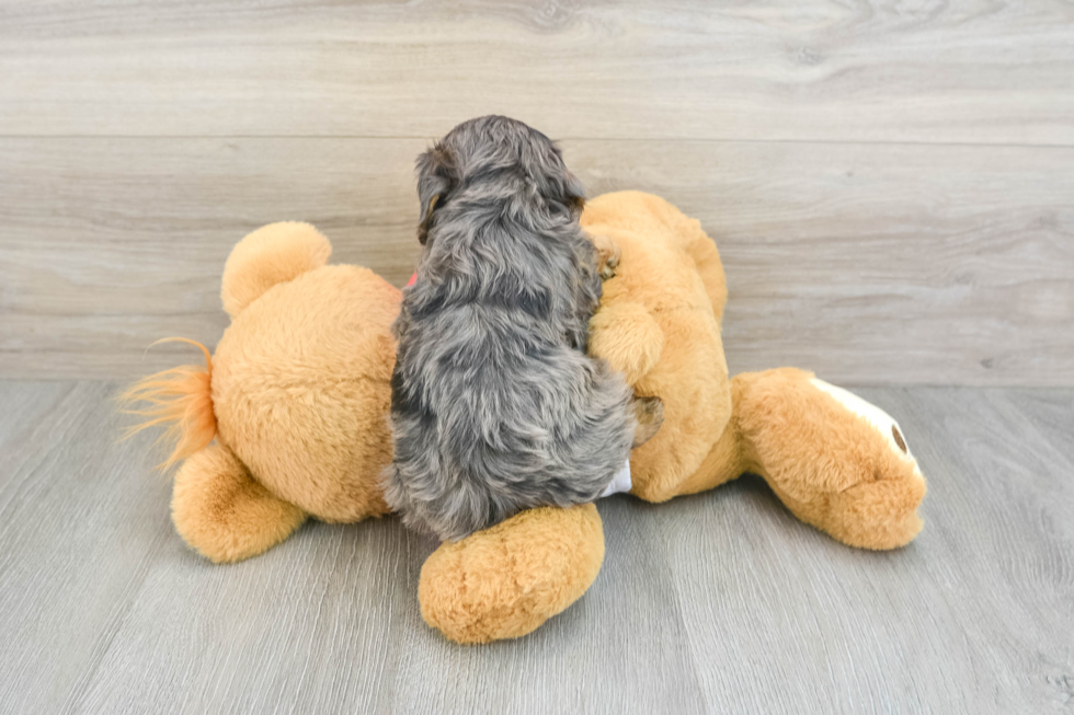 Energetic Cavoodle Poodle Mix Puppy