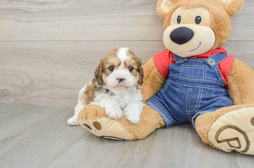 6 week old Cavapoo Puppy For Sale - Seaside Pups