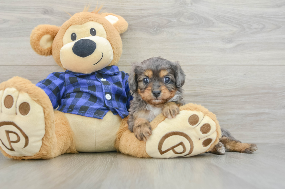 6 week old Cavapoo Puppy For Sale - Seaside Pups