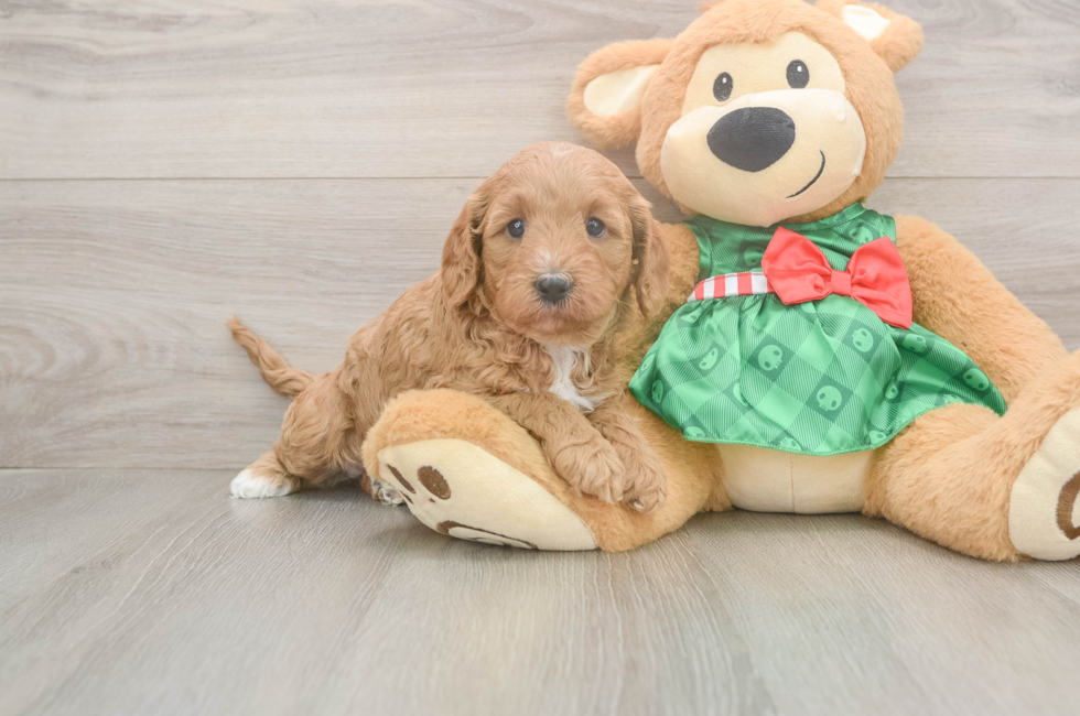 5 week old Cavapoo Puppy For Sale - Seaside Pups
