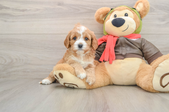 Fluffy Cavapoo Poodle Mix Pup