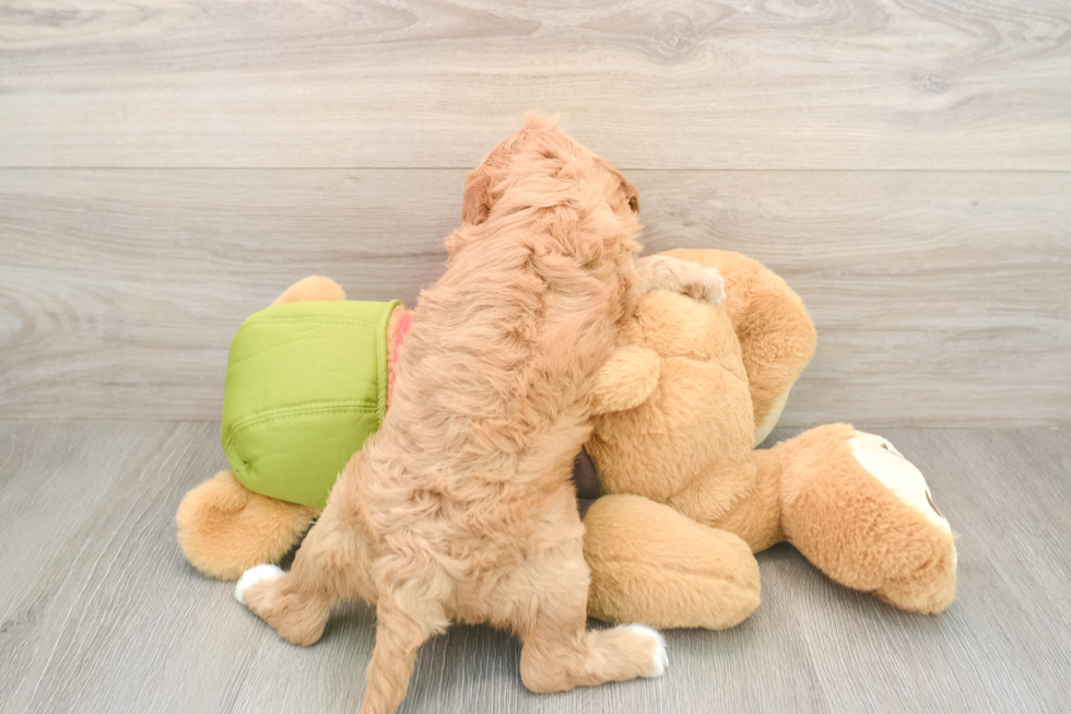 Cavapoo Pup Being Cute