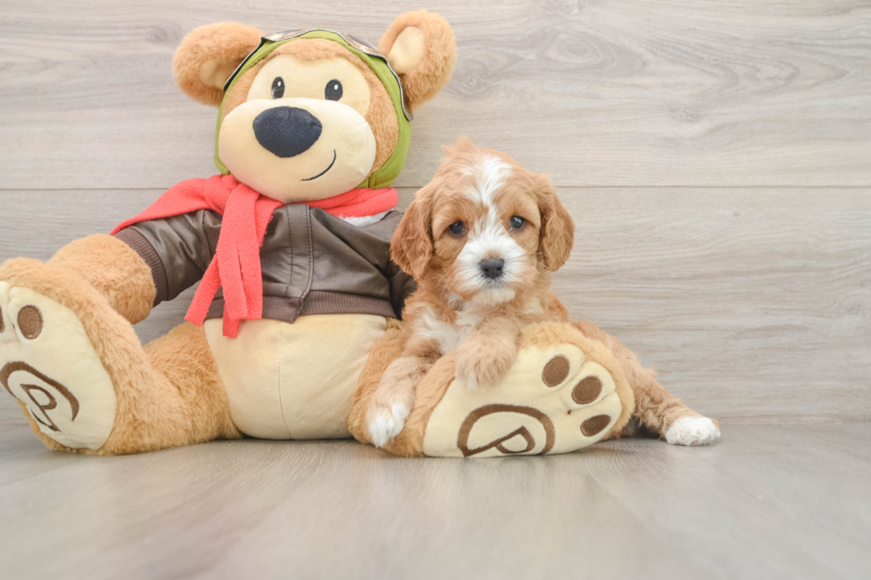 Best Cavapoo Baby