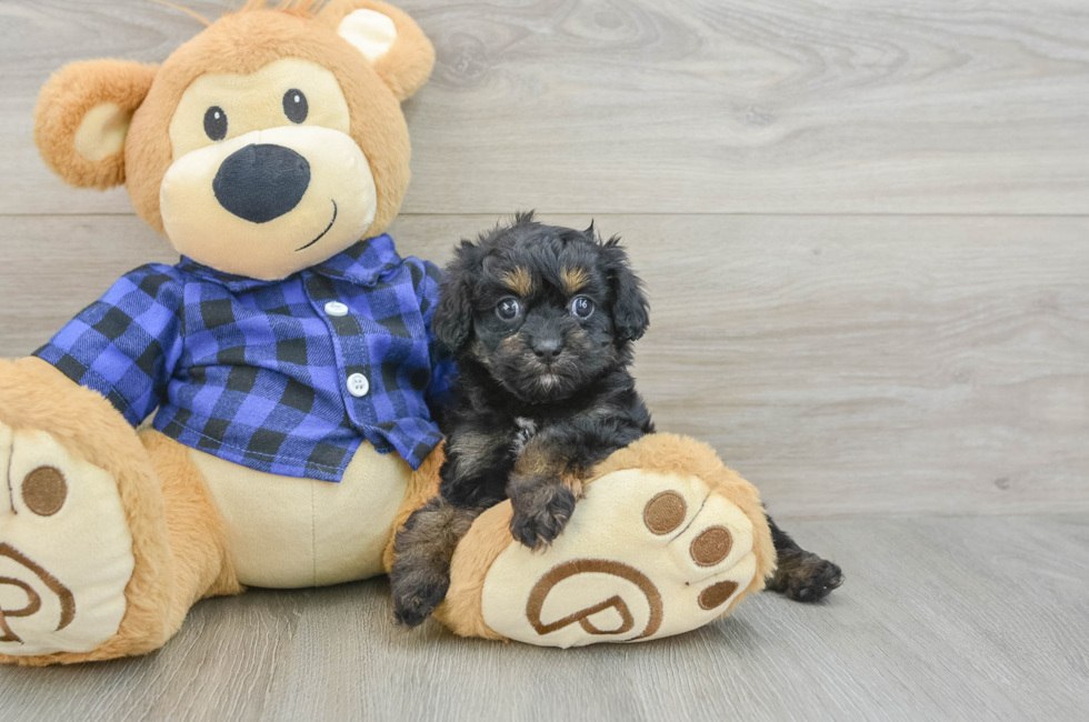 6 week old Cavapoo Puppy For Sale - Seaside Pups