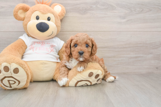 Small Cavapoo Baby