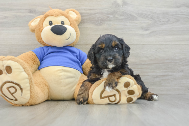 Best Cavapoo Baby