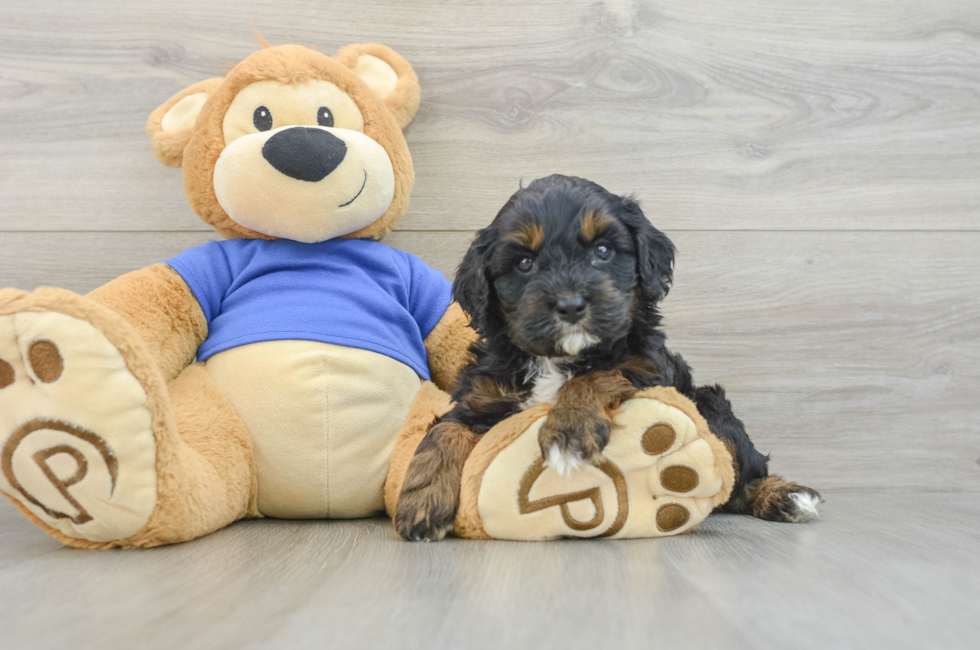 5 week old Cavapoo Puppy For Sale - Seaside Pups