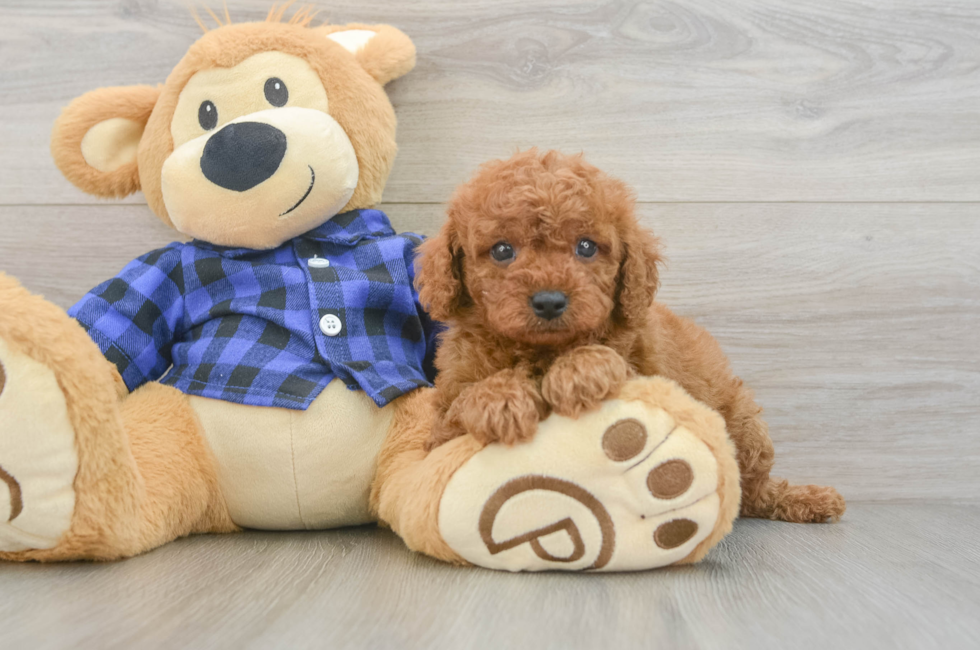 7 week old Cavapoo Puppy For Sale - Seaside Pups