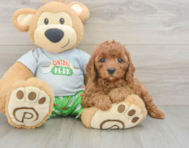 8 week old Cavapoo Puppy For Sale - Seaside Pups