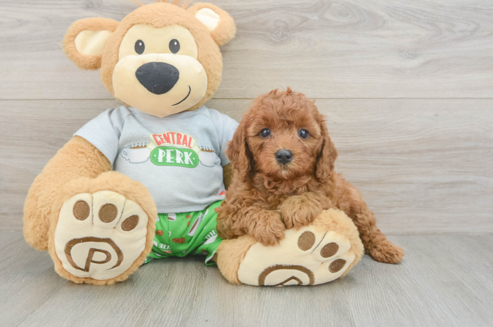 5 week old Cavapoo Puppy For Sale - Seaside Pups