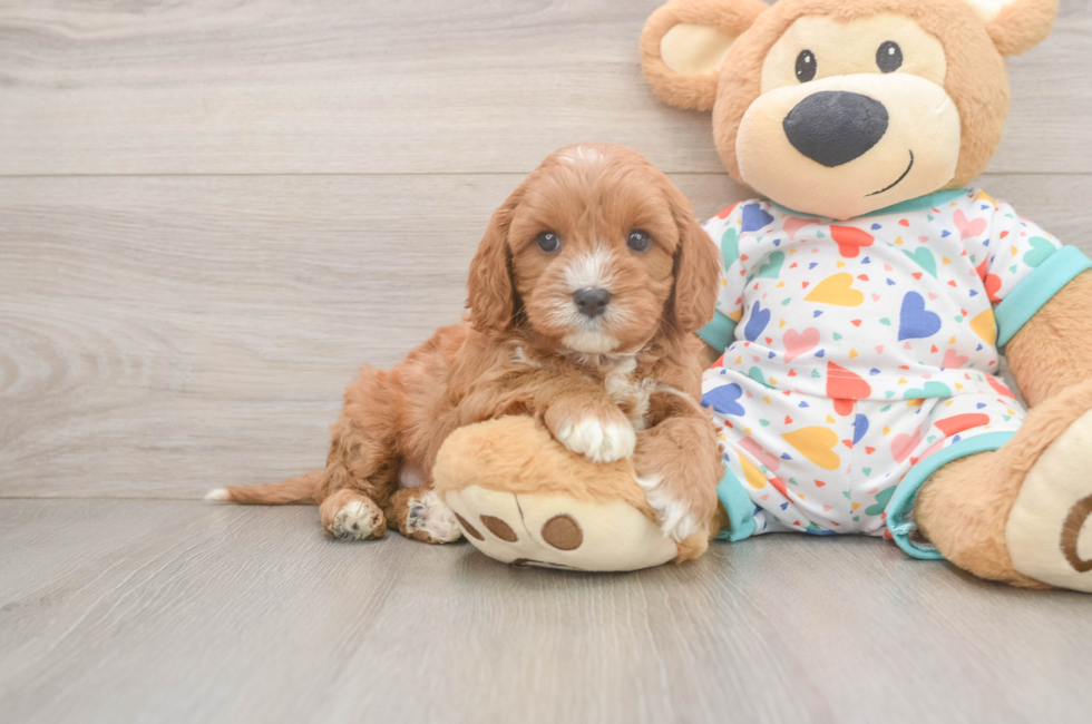 6 week old Cavapoo Puppy For Sale - Seaside Pups