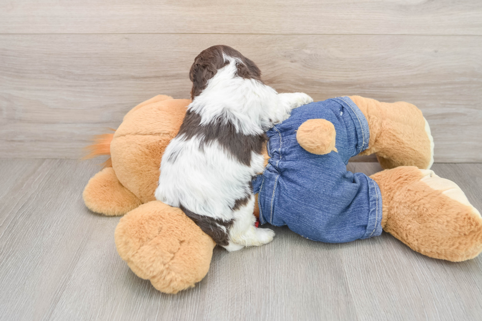 Little Cavipoo Poodle Mix Puppy