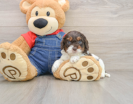 8 week old Cavapoo Puppy For Sale - Seaside Pups