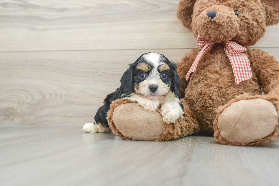 Best Cavapoo Baby