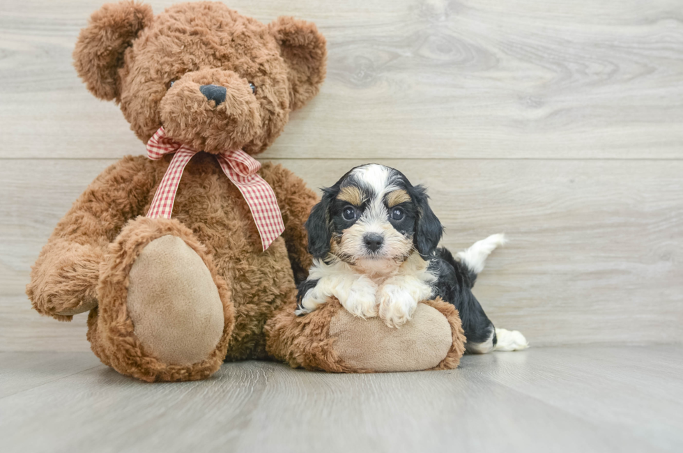 7 week old Cavapoo Puppy For Sale - Seaside Pups