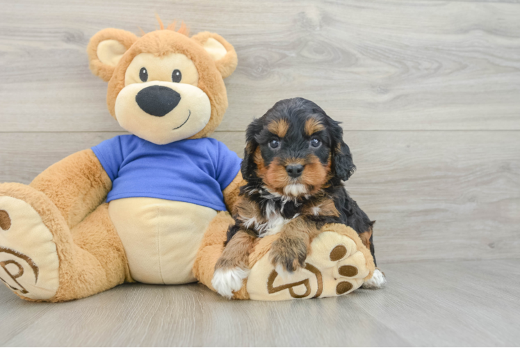 Best Cavapoo Baby