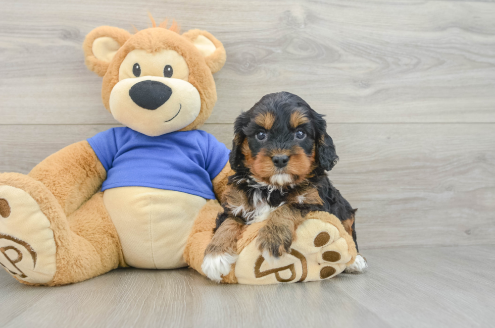5 week old Cavapoo Puppy For Sale - Seaside Pups