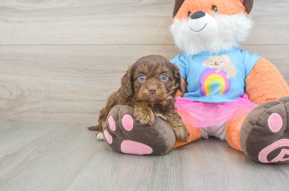 5 week old Cavapoo Puppy For Sale - Seaside Pups