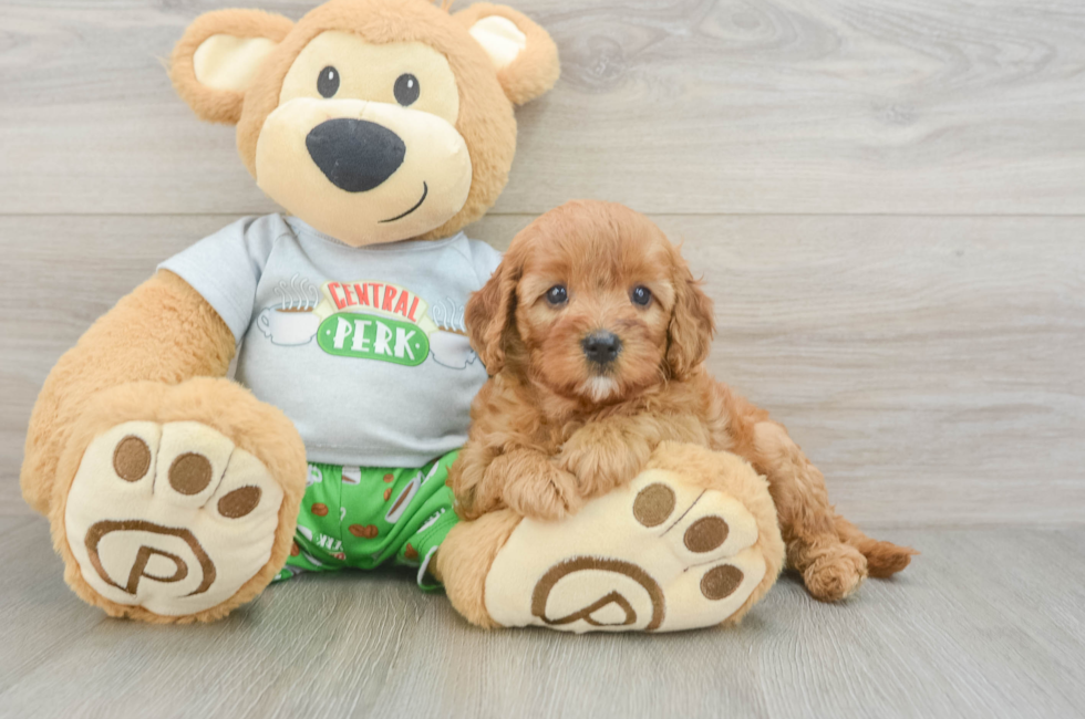 5 week old Cavapoo Puppy For Sale - Seaside Pups