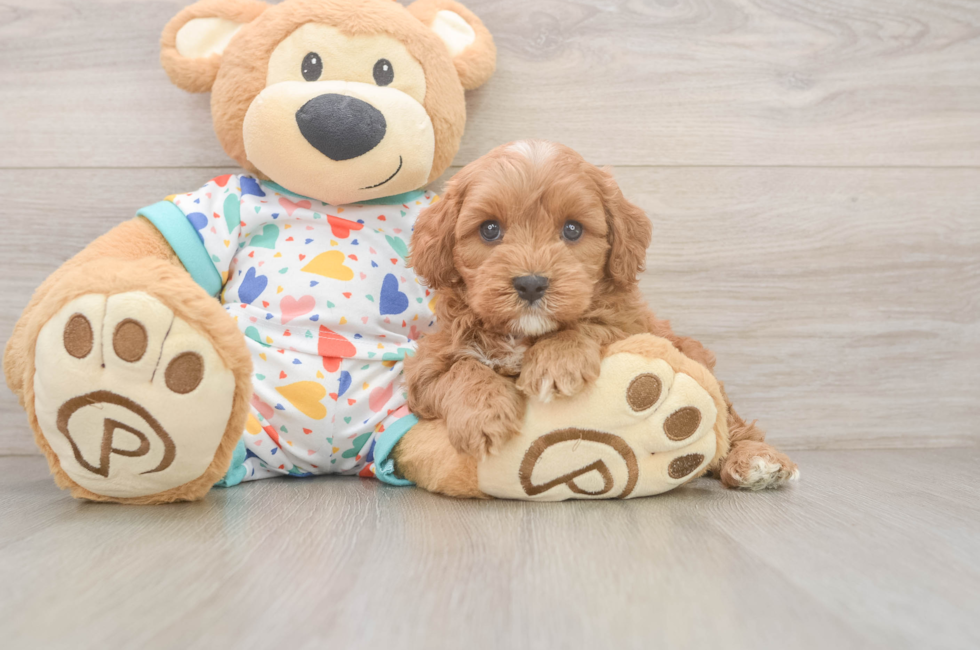 6 week old Cavapoo Puppy For Sale - Seaside Pups