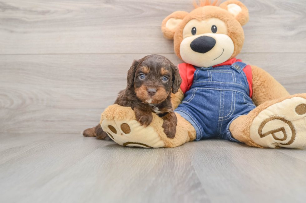 Best Cavapoo Baby