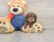 8 week old Cavapoo Puppy For Sale - Seaside Pups