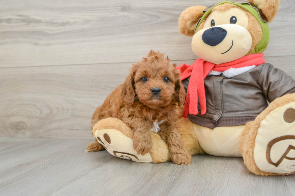 6 week old Cavapoo Puppy For Sale - Seaside Pups