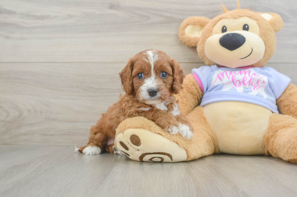 5 week old Cavapoo Puppy For Sale - Seaside Pups