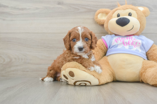 Funny Cavapoo Poodle Mix Pup