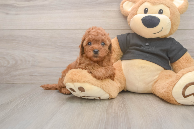 Small Cavapoo Baby