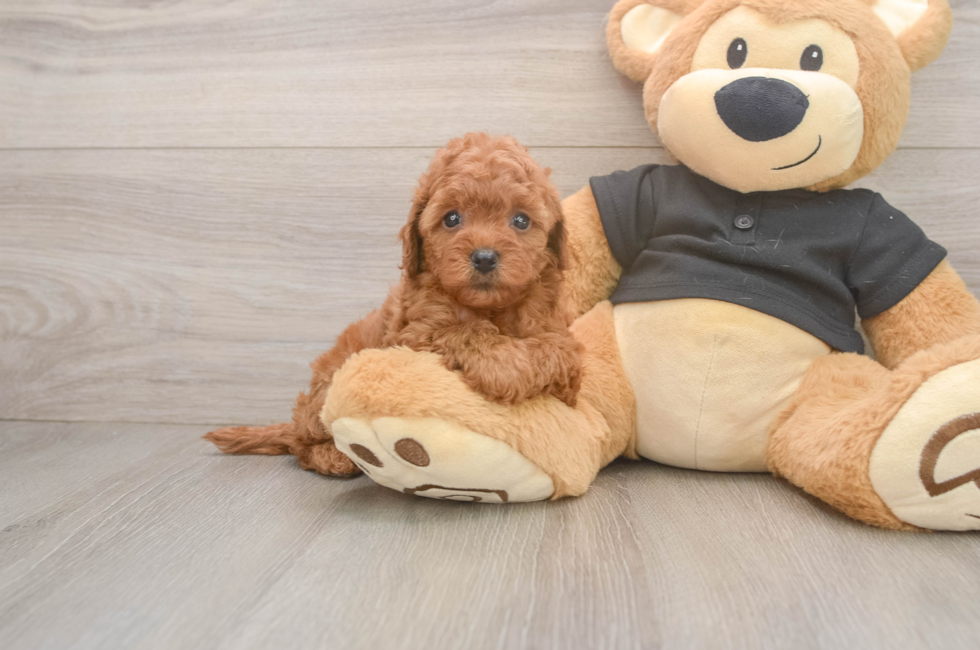 5 week old Cavapoo Puppy For Sale - Seaside Pups