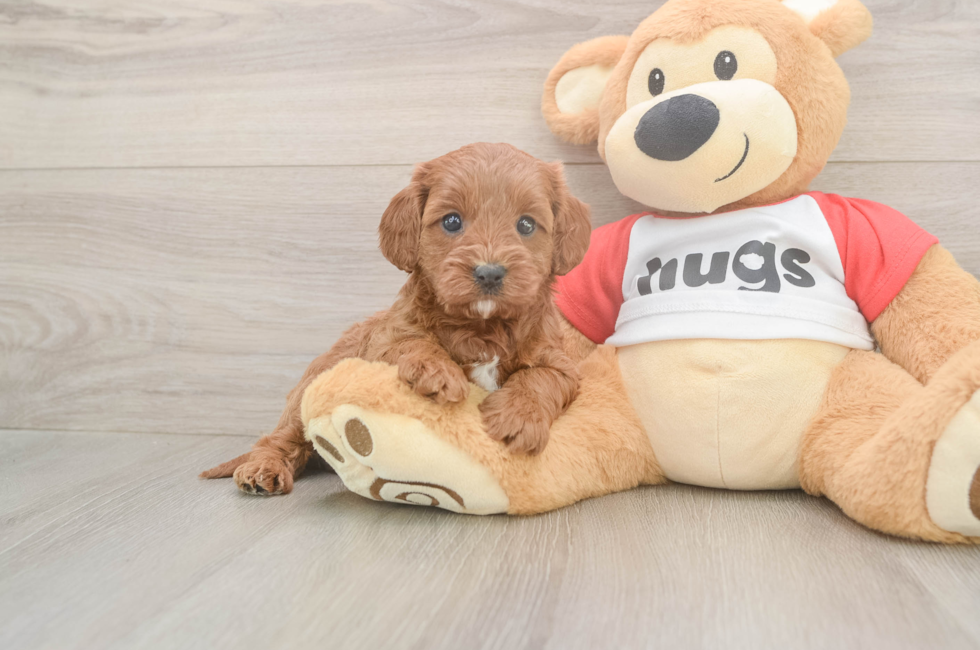 5 week old Cavapoo Puppy For Sale - Seaside Pups