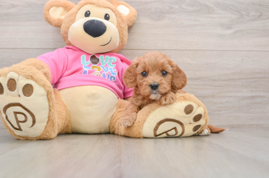 Hypoallergenic Cavadoodle Poodle Mix Puppy