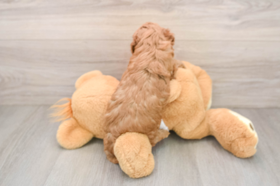 Cavapoo Puppy for Adoption