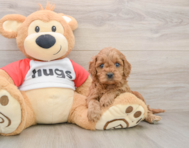 8 week old Cavapoo Puppy For Sale - Seaside Pups