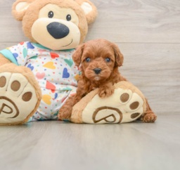 7 week old Cavapoo Puppy For Sale - Seaside Pups