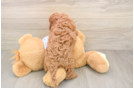 Cavapoo Pup Being Cute