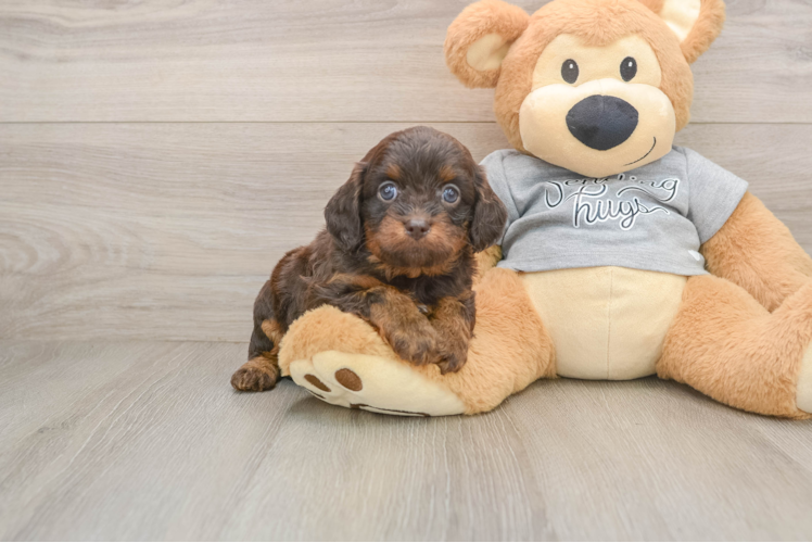Best Cavapoo Baby
