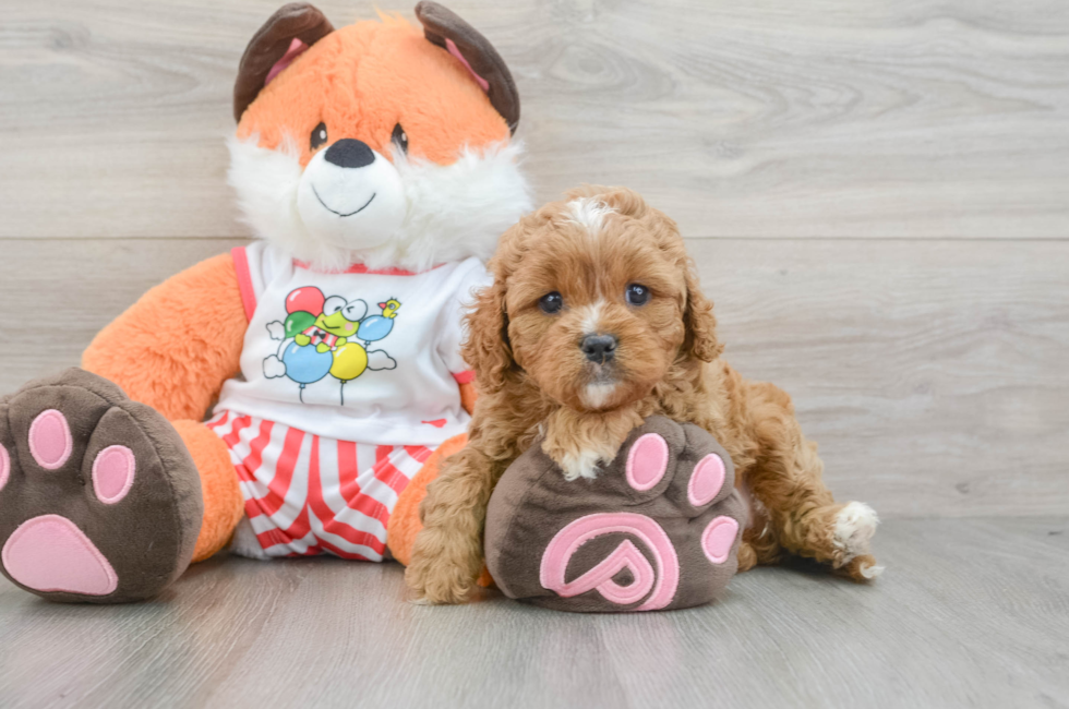5 week old Cavapoo Puppy For Sale - Seaside Pups