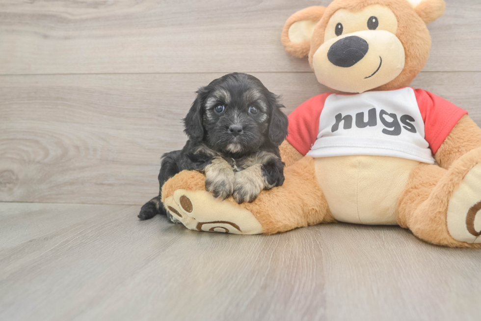 Meet Ulyssa - our Cavapoo Puppy Photo  1/3 - Seaside Pups Best Cavapoo Baby