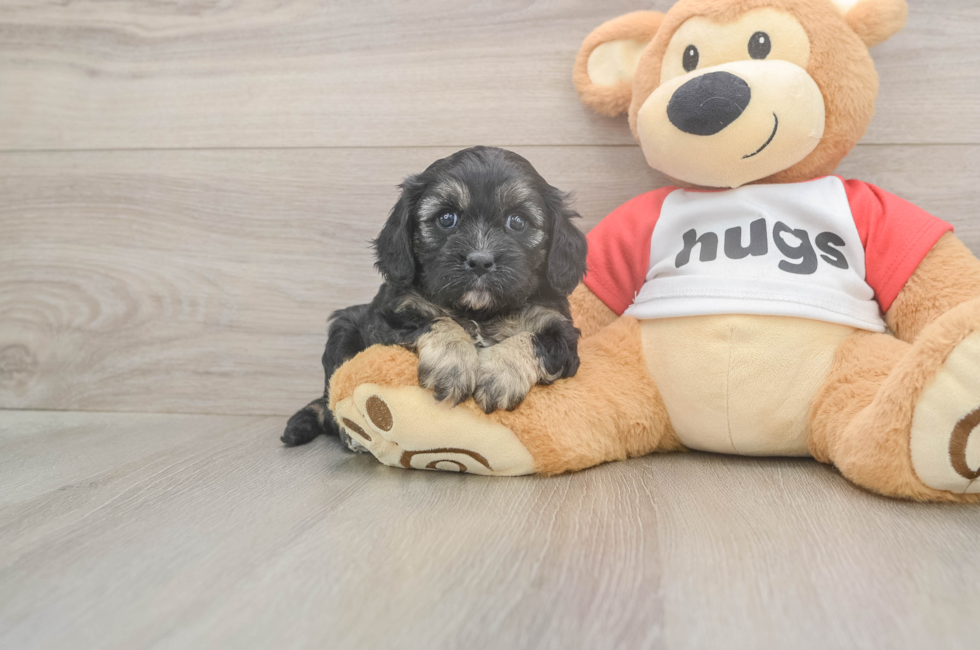 5 week old Cavapoo Puppy For Sale - Seaside Pups