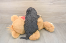 Meet Ulyssa - our Cavapoo Puppy Photo  3/3 - Seaside Pups Cavapoo Puppy for Adoption