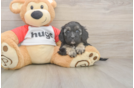 Meet Ulyssa - our Cavapoo Puppy Photo  2/3 - Seaside Pups Sweet Cavapoo Baby