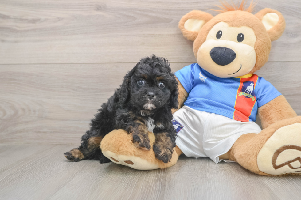 Happy Cavapoo Baby