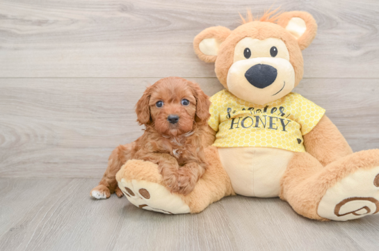 Smart Cavapoo Poodle Mix Pup