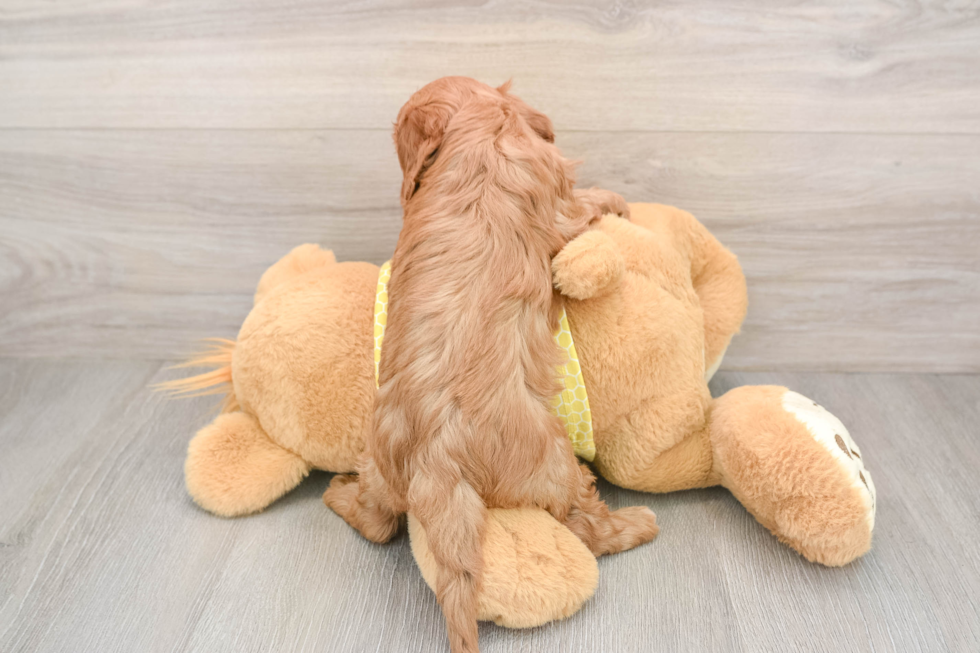 Cavapoo Puppy for Adoption