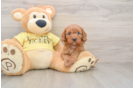Sweet Cavapoo Baby