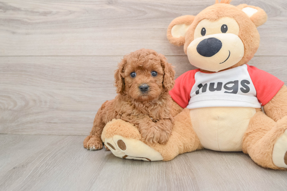 Fluffy Cavapoo Poodle Mix Pup