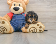 8 week old Cavapoo Puppy For Sale - Seaside Pups