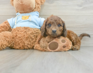 8 week old Cavapoo Puppy For Sale - Seaside Pups